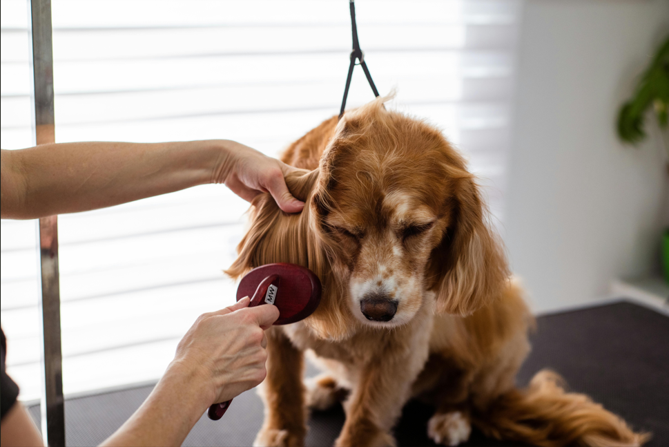 Fellpflege beim Hund durch regelmäßiges Bürsten