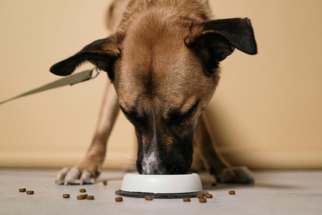 Hund mit Futtermittelallergie beim Fressen