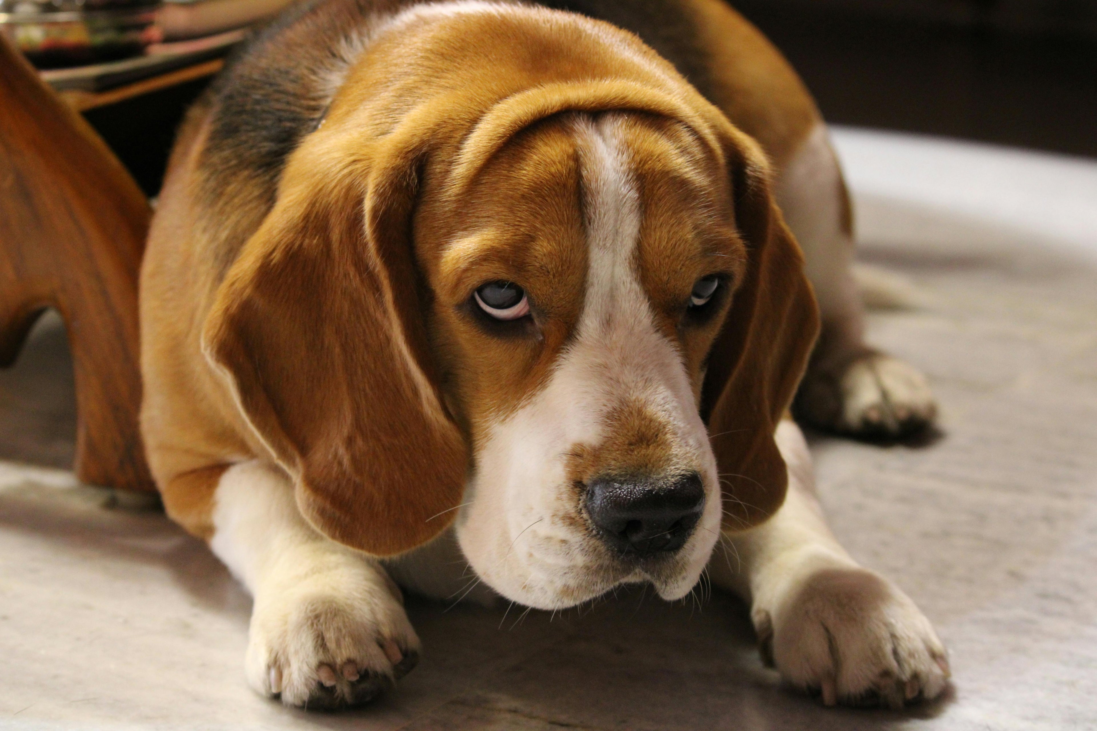 Sodbrennen beim Hund – Ursachen, Symptome und was helfen kann