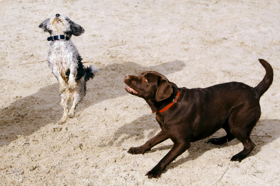 Gelenkvorsorge beim Hund durch Bewegung und gesunde Gelenke