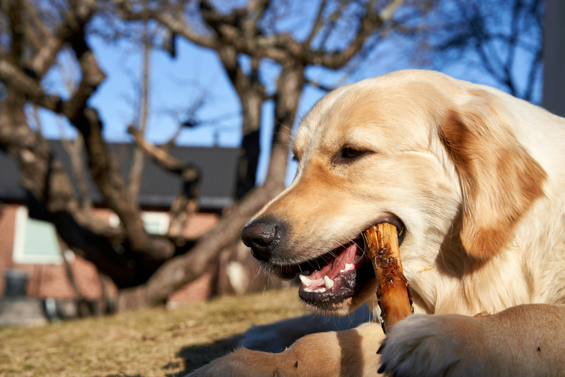 Natürliche Zahnpflege beim Hund
