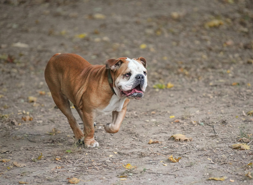 Gelenkvorsorge beim Hund durch Bewegung und gesunde Gelenke
