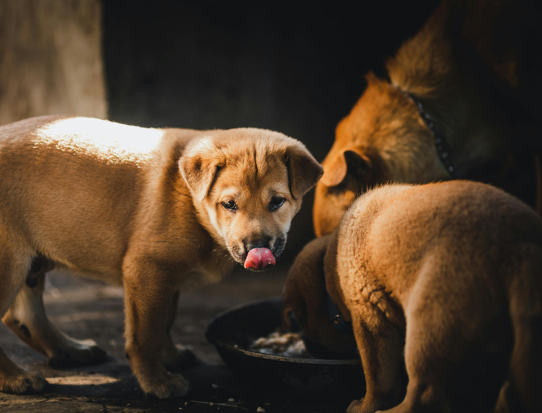 Natürliche Unterstützung für Magen und Verdauung beim Hund