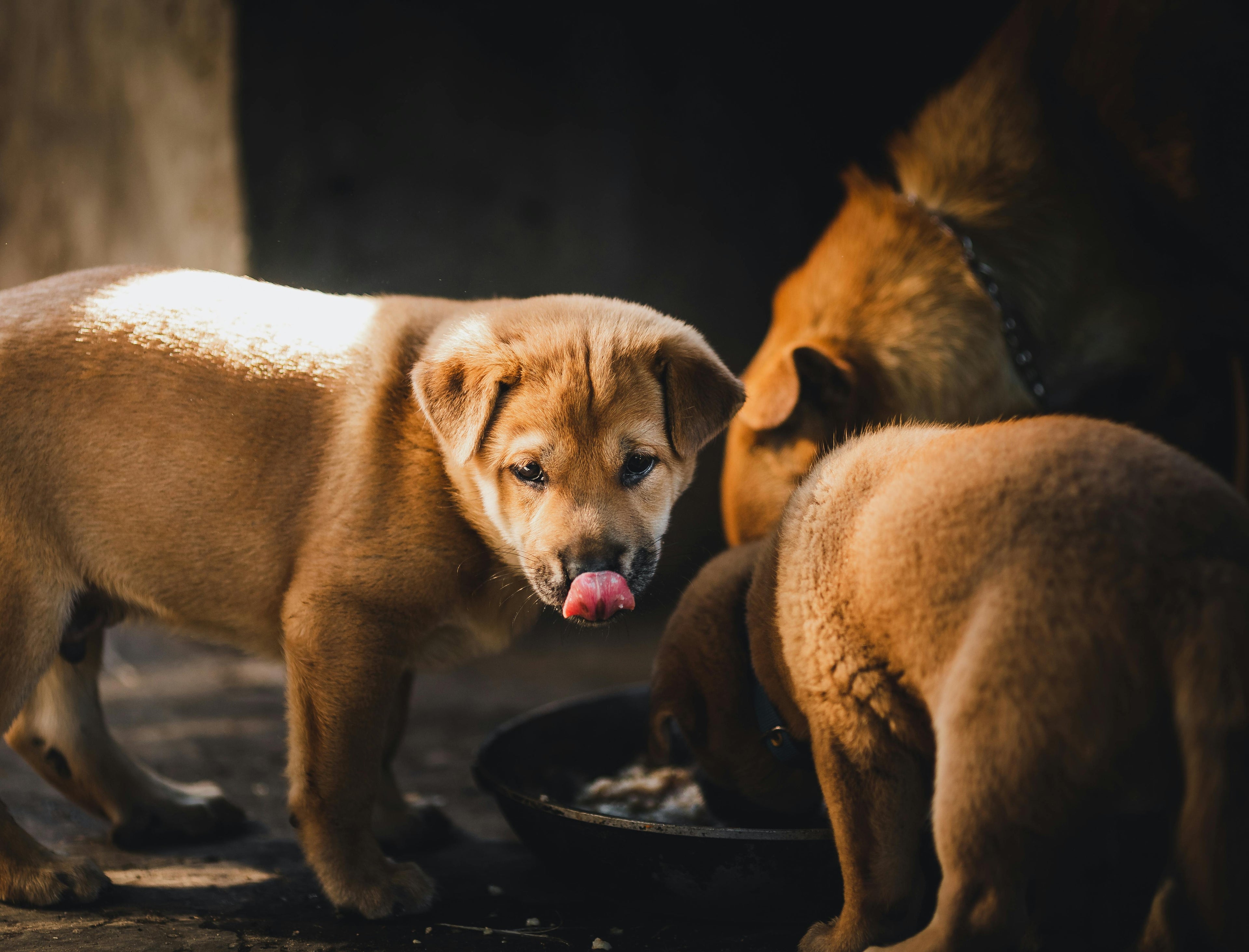 Natürliche Unterstützung für Magen und Verdauung beim Hund