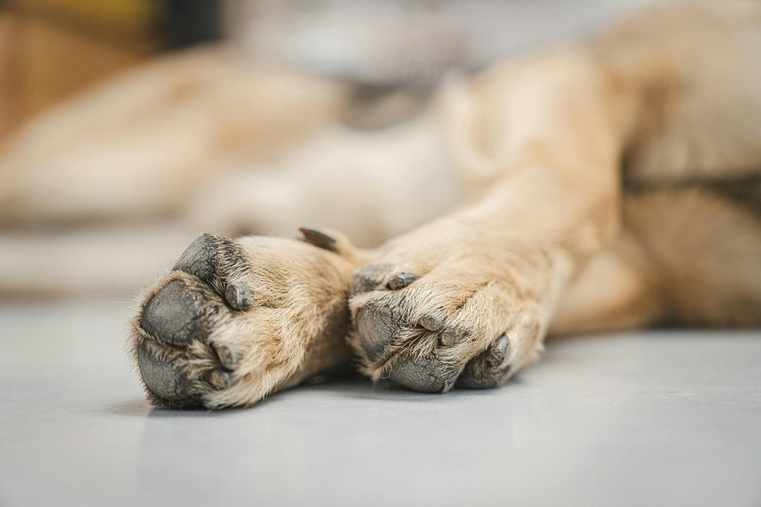 Hundepfote Nahaufnahme – richtige Pfotenpflege für Hunde im Sommer und Winter
