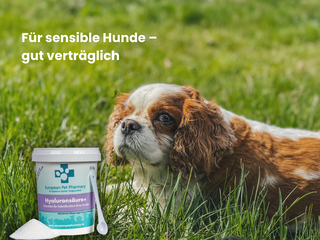Hyaloronsäure+ für die Gelenke
